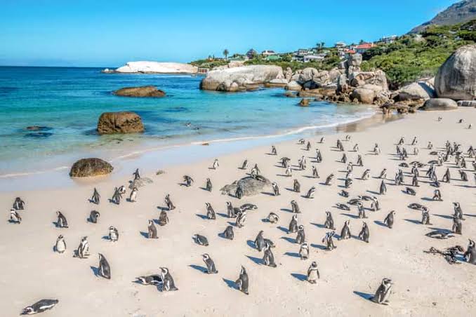 Boulders Beach